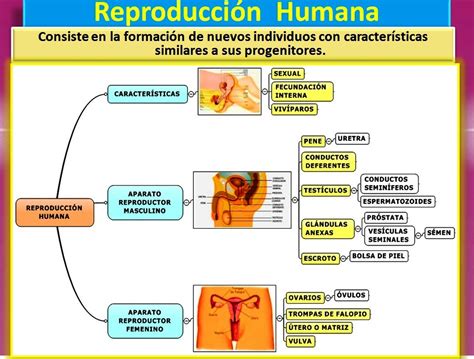 Reproducción Humana Y Herencia Biológica Conciencia De La Vida