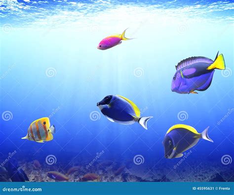 Underwater Scene With Tropical Fish Stock Photo Image 45595631