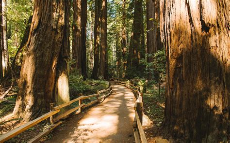 Muir Woods National Monument Wallpapers Wallpaper Cave