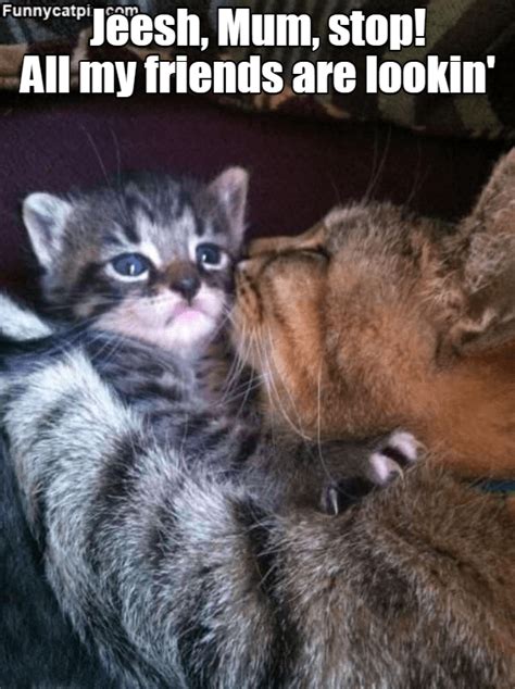 Top Memes Of The Week Cheezburger Users Edition Kittens Cutest Kittens Funny Funny