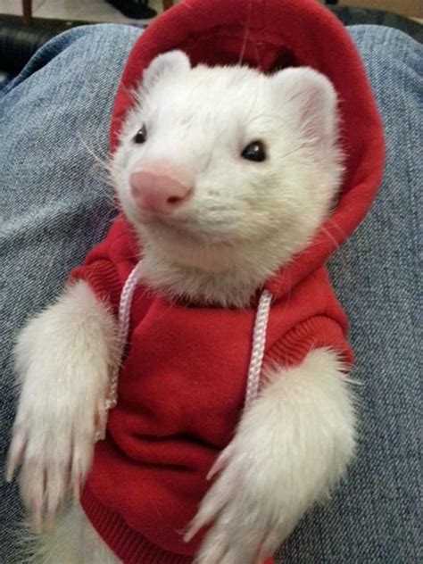35 Cute Pictures Of Pets Wearing Clothes
