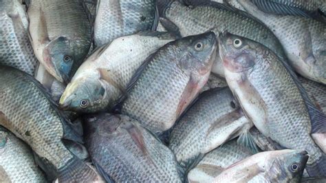 Ekspansi Ikan Nila Di Laut Jawa Unair News