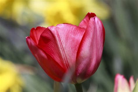 Tulip Lilies Spring Free Photo On Pixabay