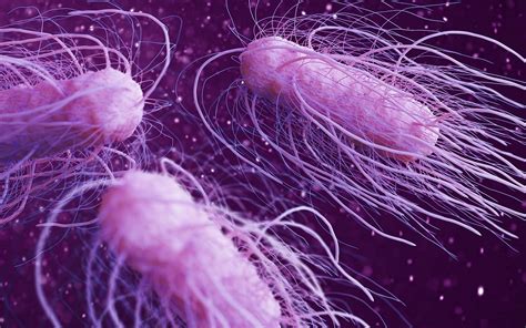 Salmonella infection (salmonellosis) is a common bacterial disease that affects the intestinal tract. Salmonella Tipi Gıda Zehirlenmesi - Saniter