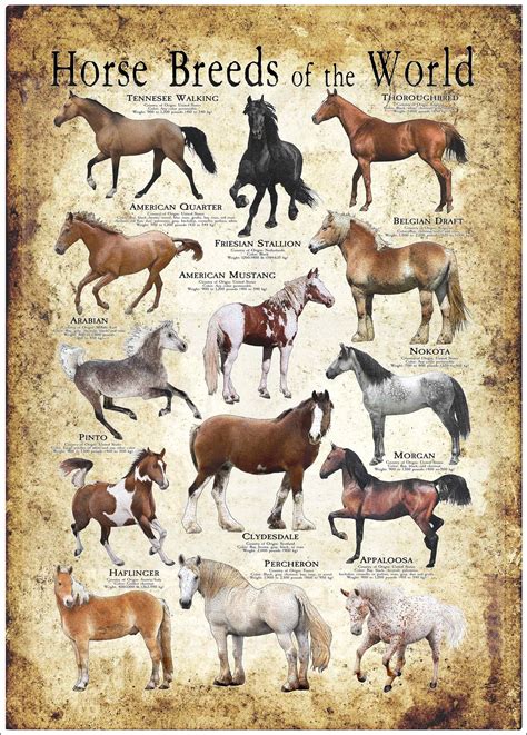 Horses Of The World Poster Print