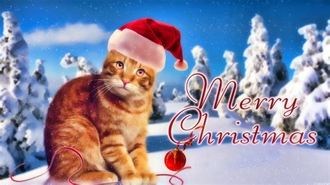 cat christmas wallpapers top free cat christmas backgrounds wallpaperaccess