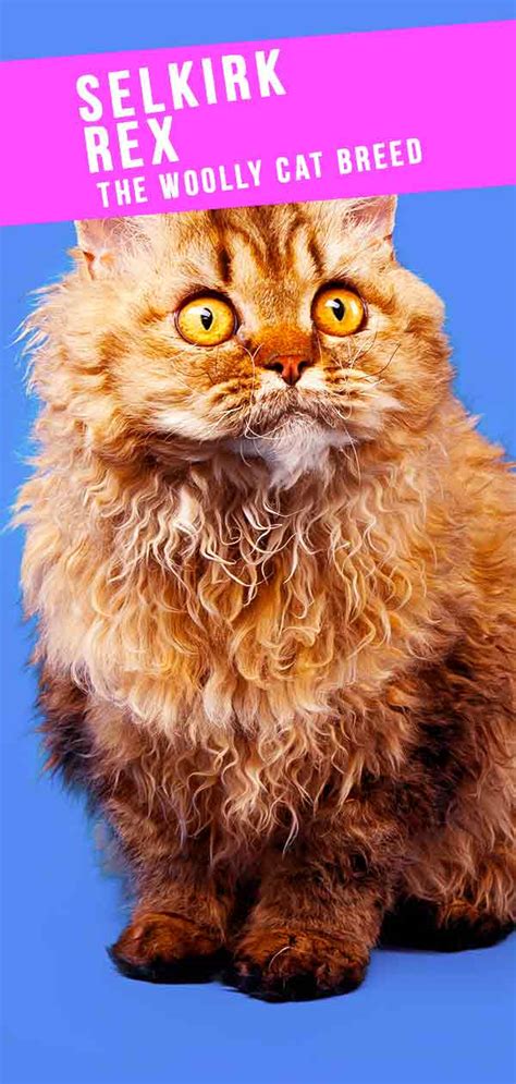 Selkirk Rex Cat Breed Information Center A Complete Guide