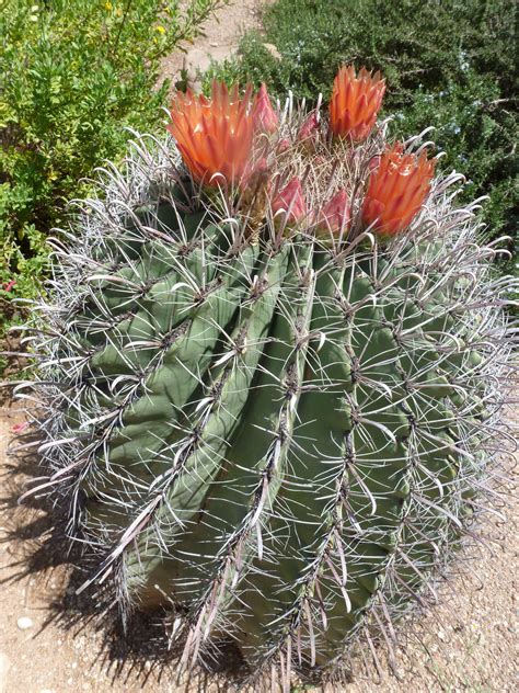 Get caught in the mesmerizing spiral of this iconic cactus. Fish Hook Barrel cactus blooming in August. - Cactussen