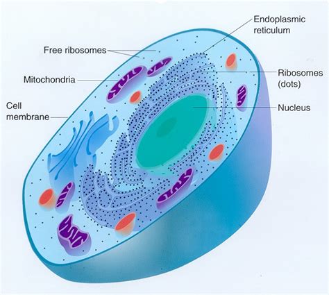 Medical Pictures Info Eukaryotic