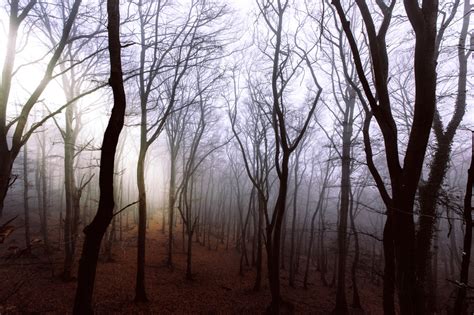 Misty And Mysterious Forest Trees Image Free Stock Photo Public