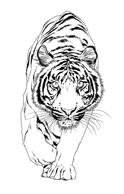 Roar With Creativity Effortless Tiger Drawing Made Easy Tiger