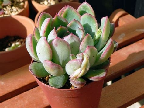 46 Types Of Echeveria Plants How To Grow And Care For Beginners
