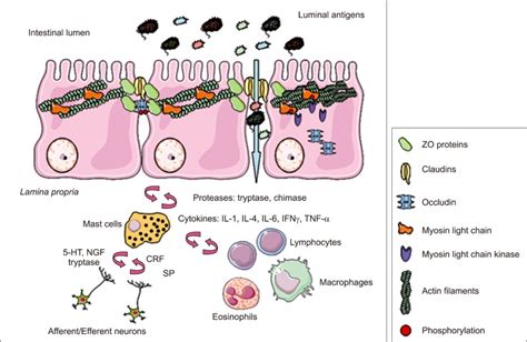 Neuro Immune Regulation Of Intestinal Barrier Function In The