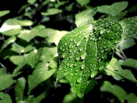 Free Images Dew Moisture Leaf Green Water Drop Flower