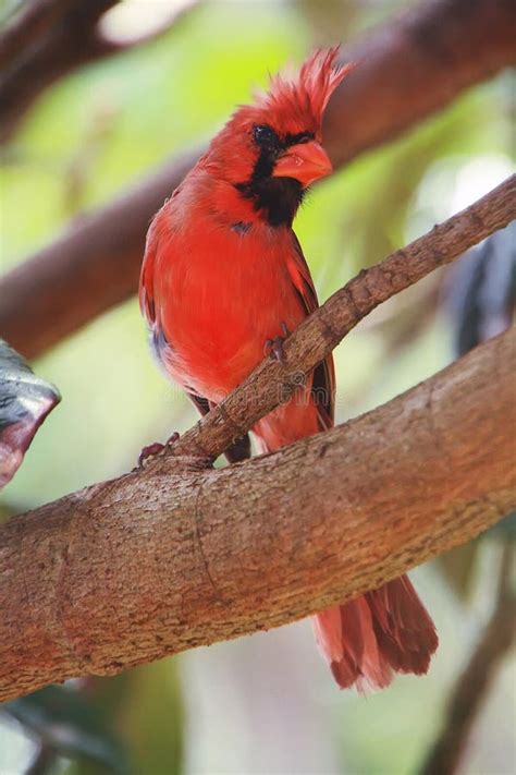 Red Cardinal Stock Photo Image Of Park Feathers Crested 37505172