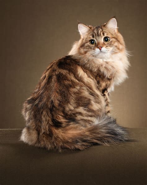 Prekrasne Siberian Cats Selena Professional Pictures By Helmi