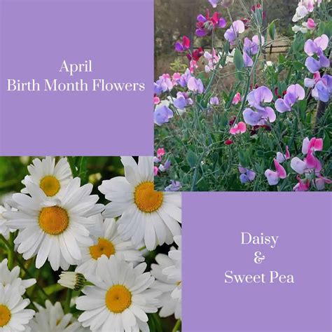 April Birth Flowers Daisy And Sweet Pea Meanings Video