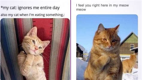 Funny Cat Memes Compilation Of 2022 Part 48 Photos