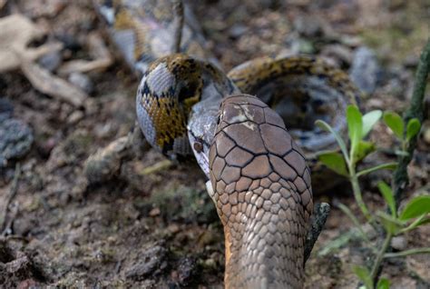 King Cobra At Sungei Buloh Devours Python Whole In Just 10 Minutes