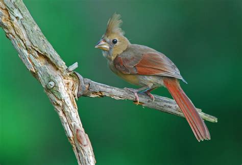 Juvenile Female Cardinal Flickr Photo Sharing