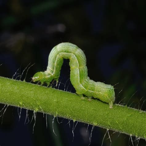 11 Common Caterpillars In Newfoundland And Labrador 2024 Bird Watching Hq