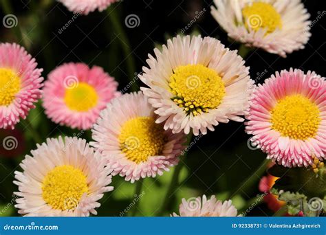 Flower Astra Stock Image Image Of Card Mytom Blurred 92338731