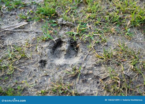 Deer Footprint In The Snow Royalty Free Stock Photography