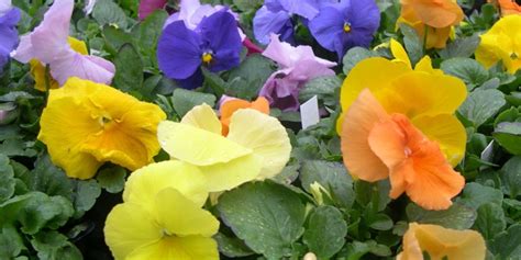 Grow Pansies In Winter Theyll Last Into Spring