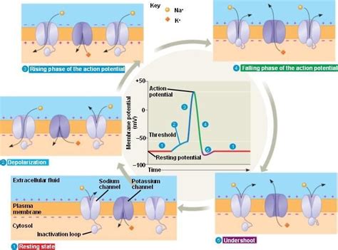 Illustration Of The Different Stages During An Action Potential