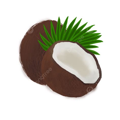 Coconut Clipart Transparent Png Hd Summer Brown Coconut Summer Brown