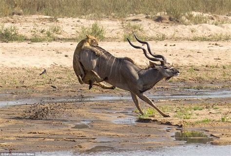 Moment Lioness Slows Down Fleeing Antelope By Launching Herself On To
