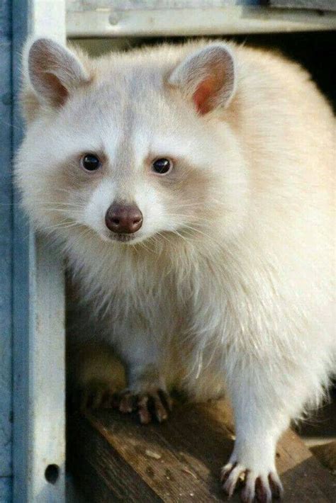 791 Best Albino Peopleunique And Endangered Nature Images On Pinterest