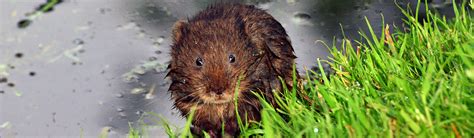 Vole Water Overview Young Peoples Trust For The Environment