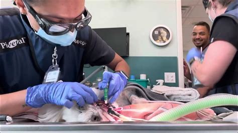 Penn Foster Veterinary Technician Externship 2 Skill 14 Youtube