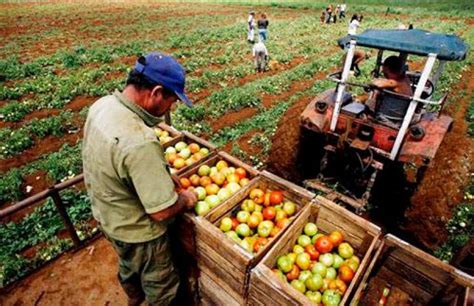 Producción Agropecuaria De Perú Creció 26 En El 2017