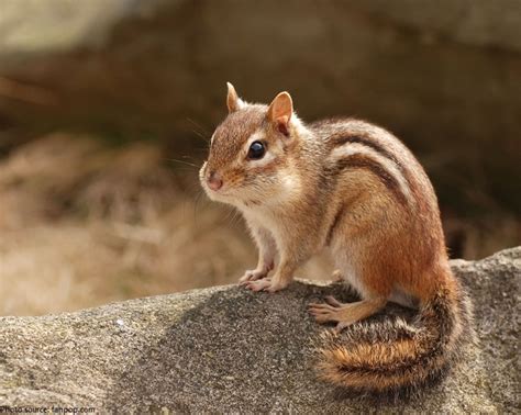 Interesting Facts About Chipmunks Just Fun Facts Chipmunks Cute