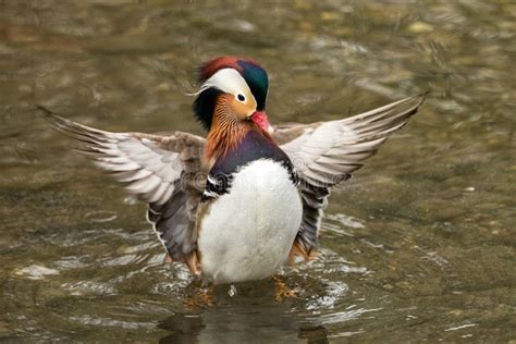 The Mandarin Duck Aix Galericulata Male Duck Swimming On The Lake And