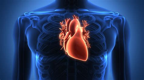 Das Herz Alle Wichtigen Infos Zu Herzerkrankungen Sternde