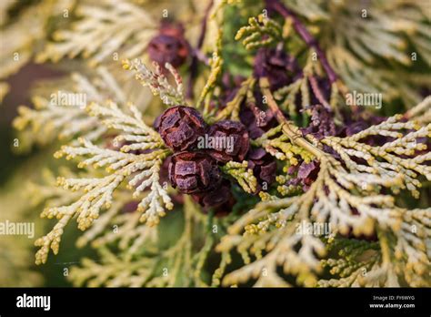 Thuja Occidentalis Aurescens Stock Photo Alamy
