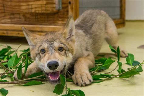 White Wolf Playful Wolf Pup Makes Debut At San Diego Wildlife Center