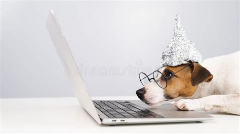 Jack Russell Terrier Dog In A Tinfoil Hat And Glasses Works At A Laptop