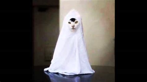 Mysterious Ghost Cat Theme Youtube