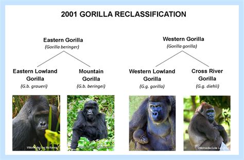 All About The Gorilla Scientific Classification Seaworld Parks
