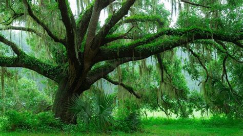 Moss On Southern Live Oak Tree Central Florida Desktop Wallpaper