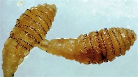 Human Botflies Have Larvae That Can Transmit Life Threatening Parasites To Humans Also Known As
