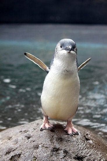 The Little Blue Penguin Is The Worlds Smallest Penguin