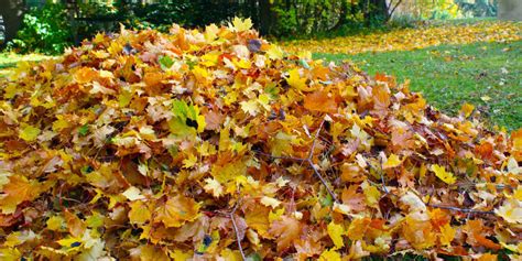 At the beginning of fall, when temperatures are still on the. Fall Lawn Care: 6 Steps to Take Right Now