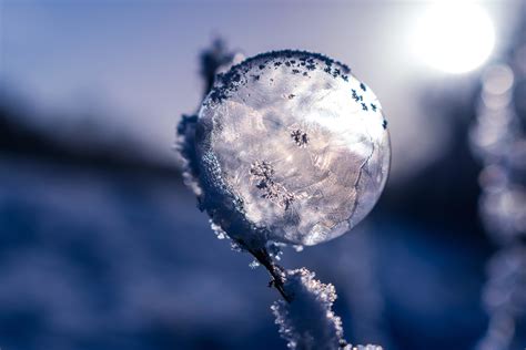 Free Picture Frost Snow Dusk Winter Nature Snow Snowflake