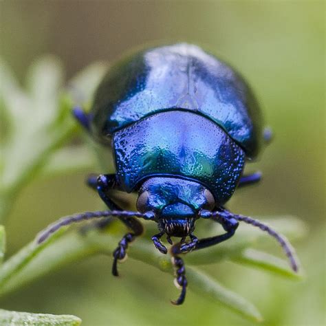Blue Insect
