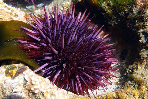 Purple Sea Urchin Feeding Strongylocentrotus Purpuratus